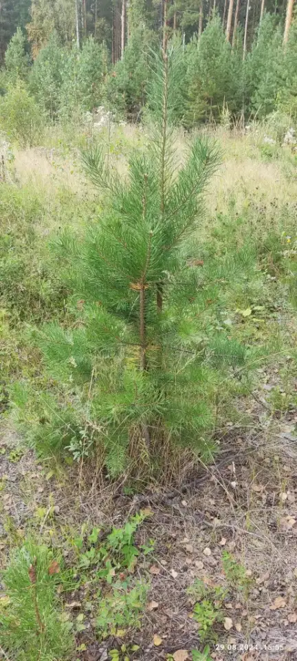 Туя выше 3 метров, сосна живая, берёза, ива, ольха, рябина, рассада., фотография 10