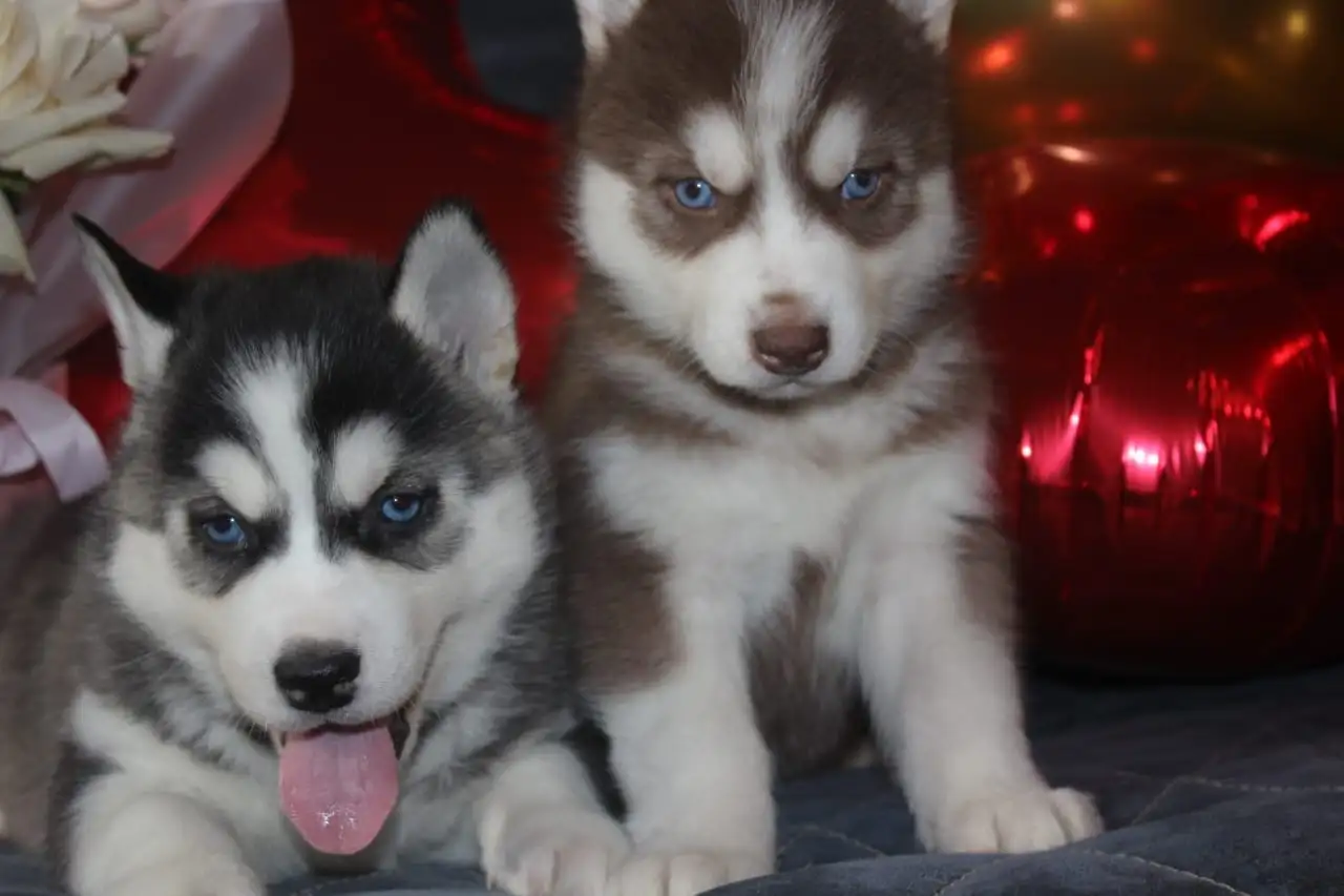 Щенки Сибирской Хаски, фотография 5