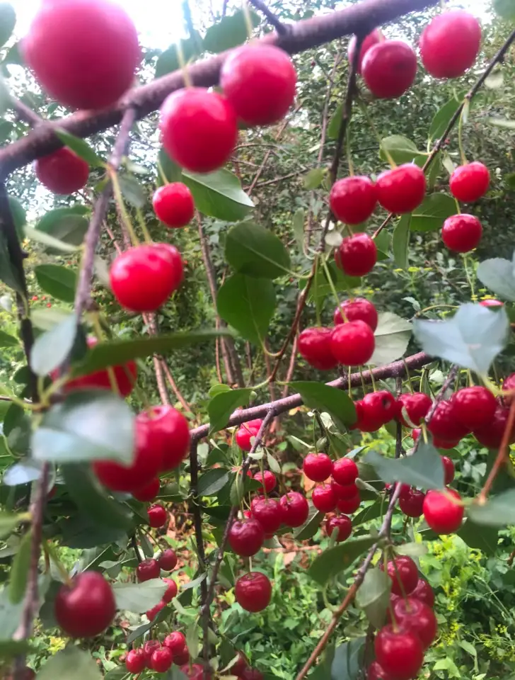 Продам особняк на два хозяина, Целинная 2/1, фотография 3