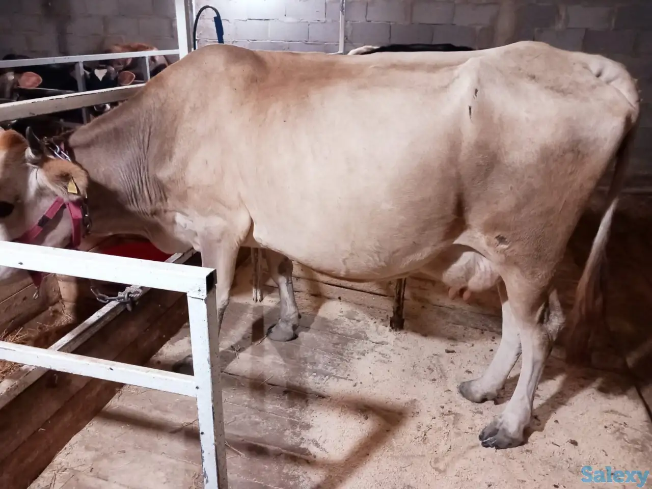 корова нестельная, фотография 6