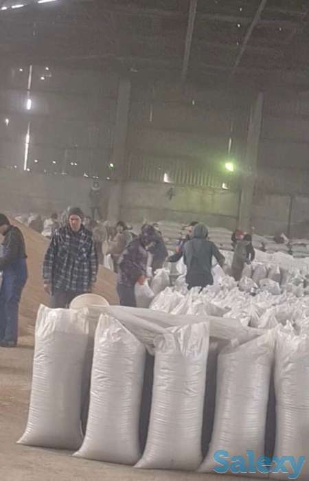 Зерно, пшеница, фотография 6