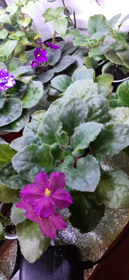 Продам цветы дешево, фотография 6