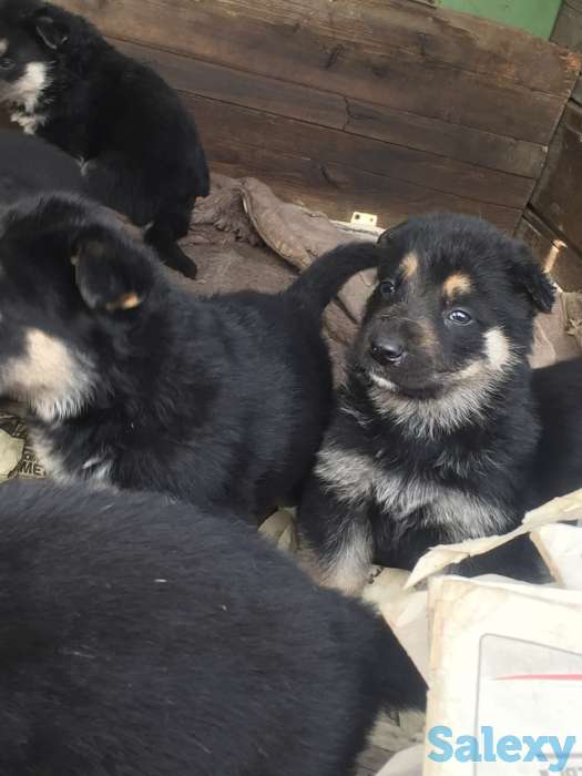 Дети подросли кушают сами звоните выбирайте уже можно!!!, фотография 3