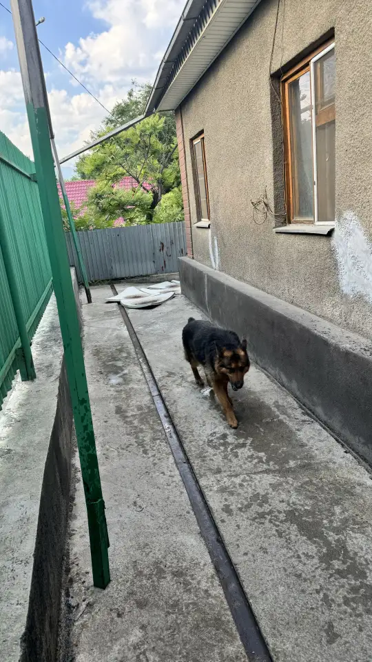 Отдам собаку, фотография 1