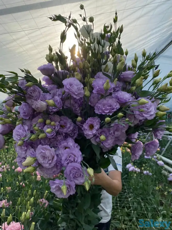 Тюльпаны оптом, фотография 9