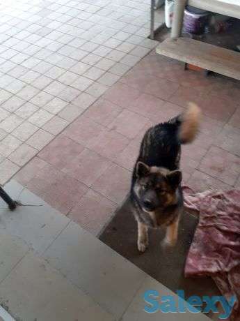 Собака для хороших рук, фотография 1