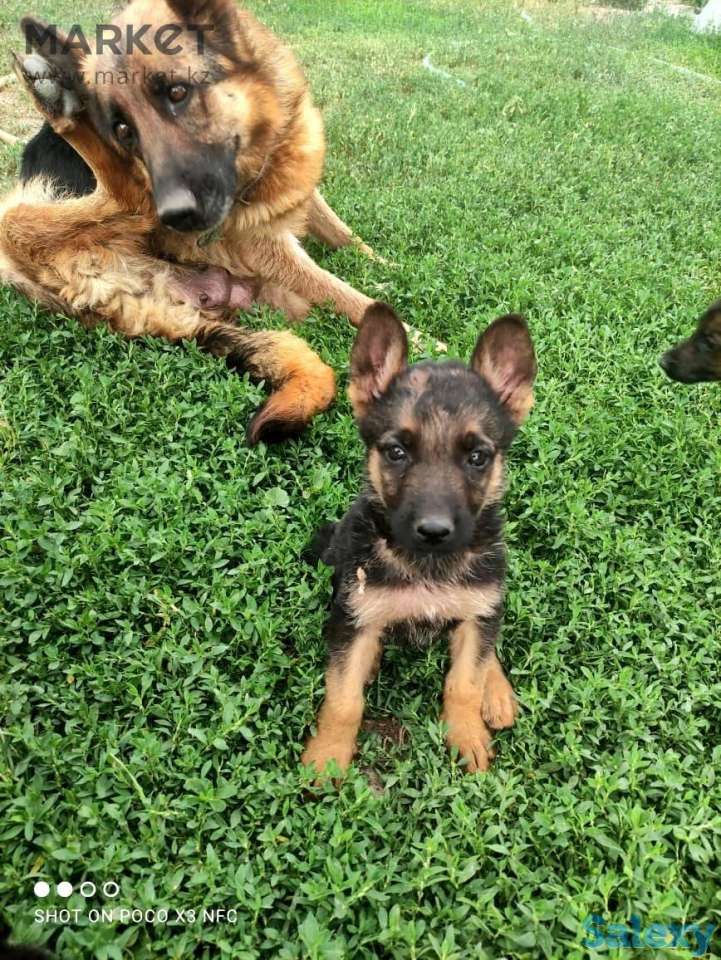Щенята немецкой овчарки, фотография 3