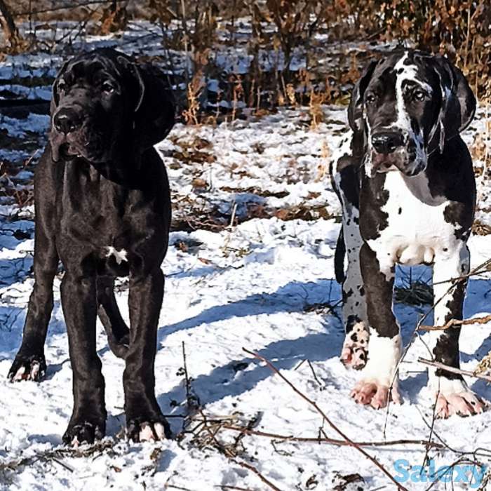 Продам щенков немецкого дога, фотография 2