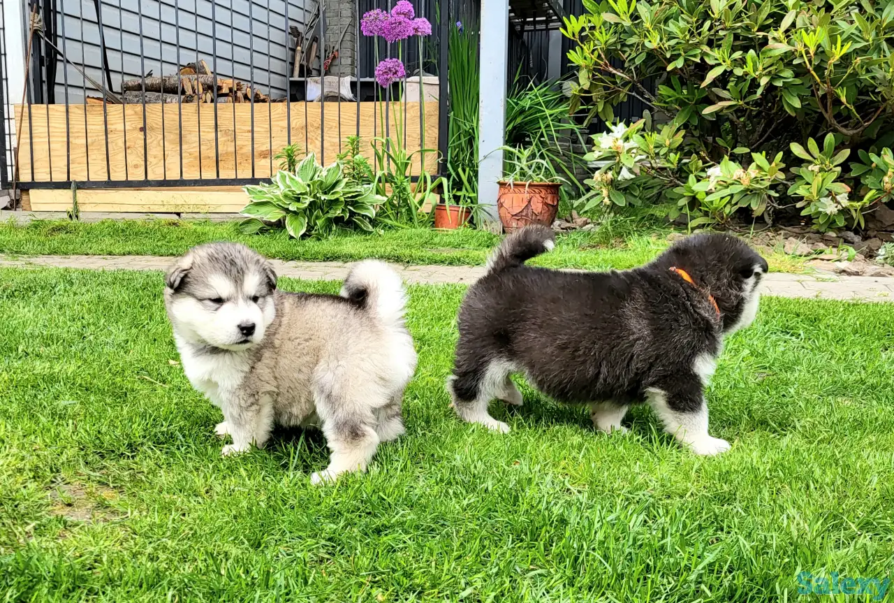 Щенки маламута для души и выставок, фотография 4