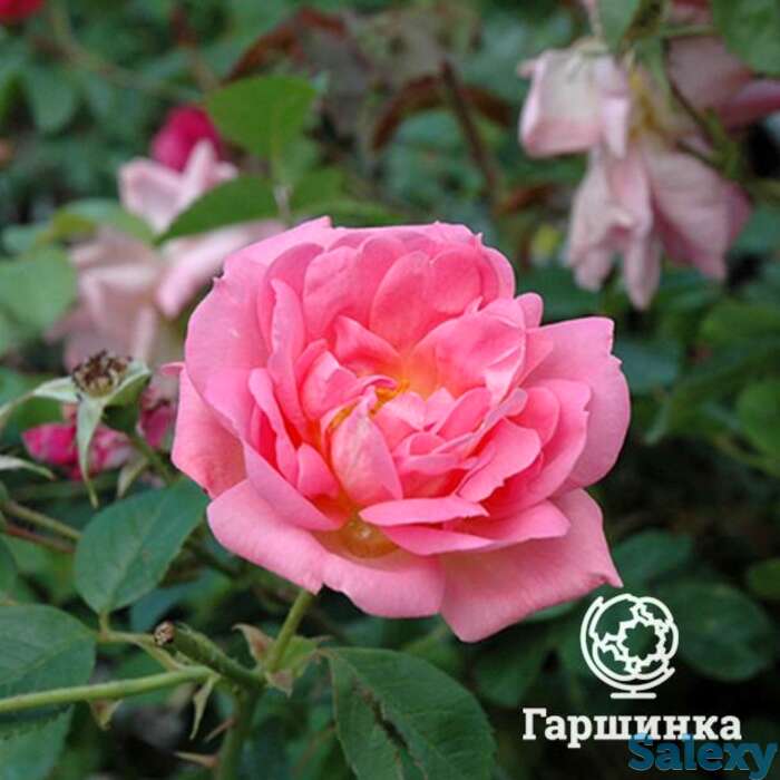 Роза мари викторин канадская парковая п/с, фотография 1