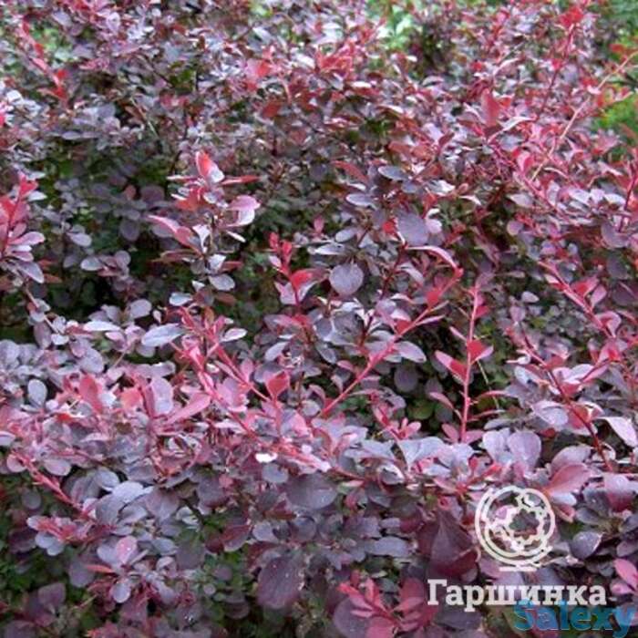 Барбарис суперба оттавский, фотография 1