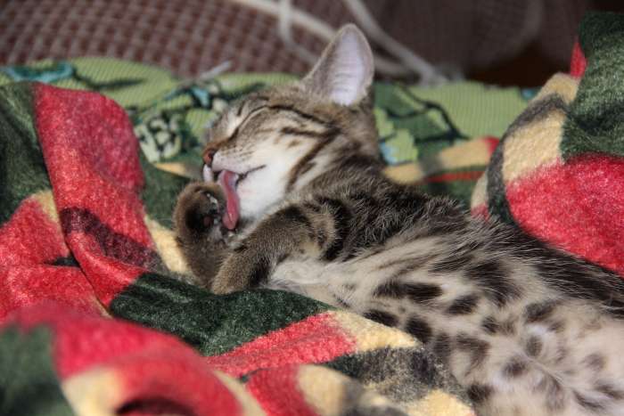 отдам в хорошие руки, фотография 4