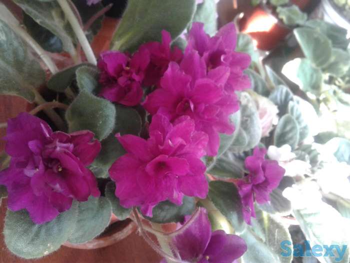 Фиолетовая и бордовая сортовая фиалочка цветущая., фотография 5