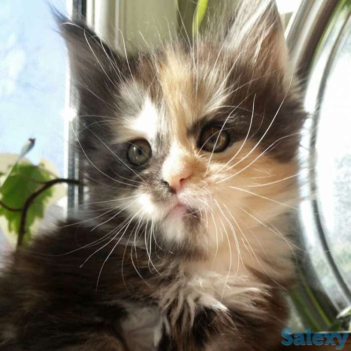 Котята Мейн-кун, фотография 2