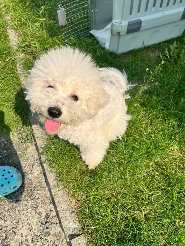 Щенки Бишон фризе, фотография 7