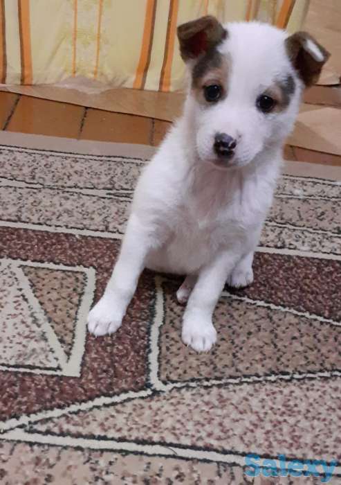 Отдам щенков в хорошие руки, фотография 3