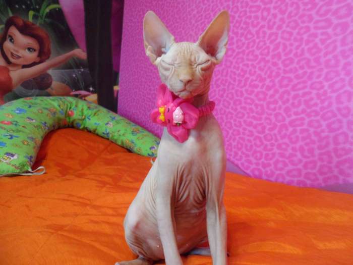 Продам котёнка канадского сфинкса, фотография 2