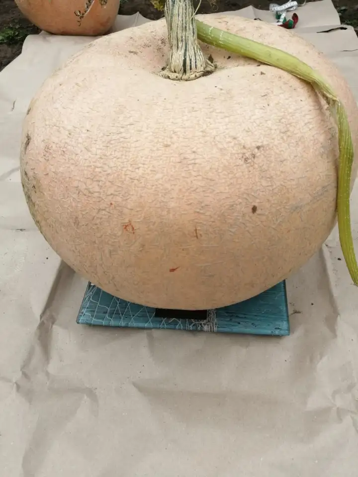 продам тыква дачная, фотография 1