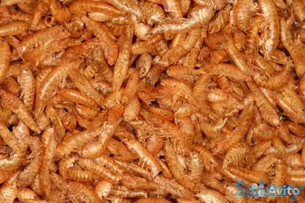 корм для аквариумных рыбок, фотография 3