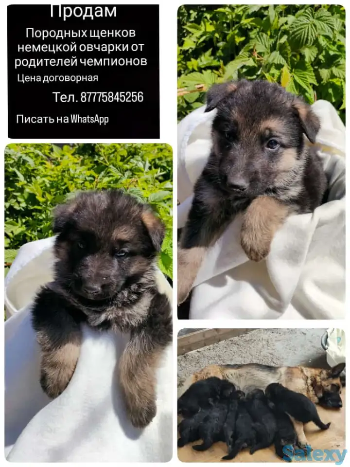Продам породных щенков, немецкой овчарки, фотография 1
