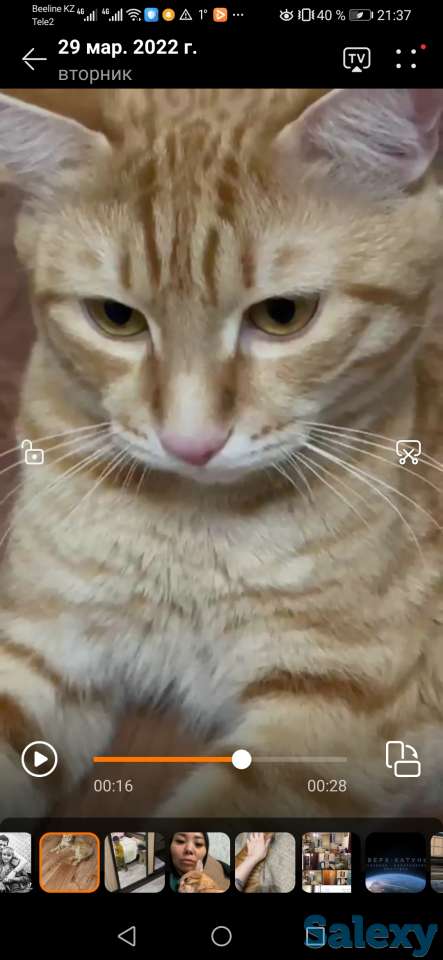 Отдам котика., фотография 1