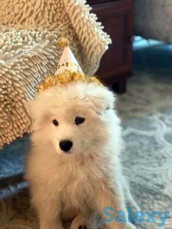 Самоед, фотография 1