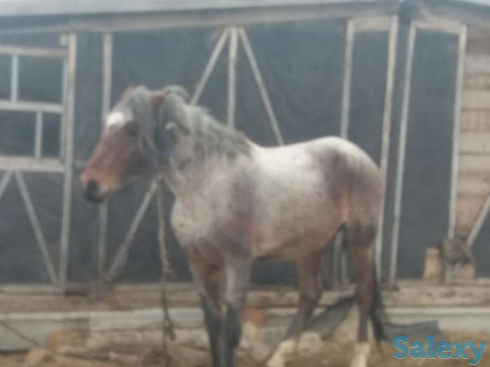 Жерибец рабочий, фотография 2