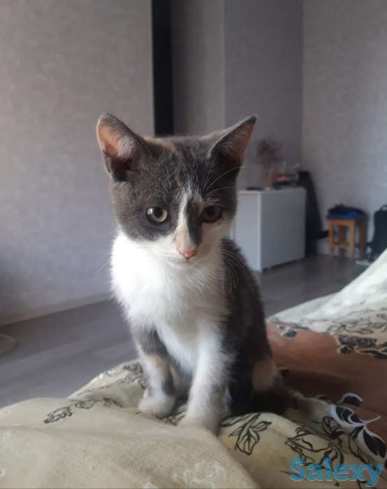 Отдам котенка в хорошие руки!, фотография 1