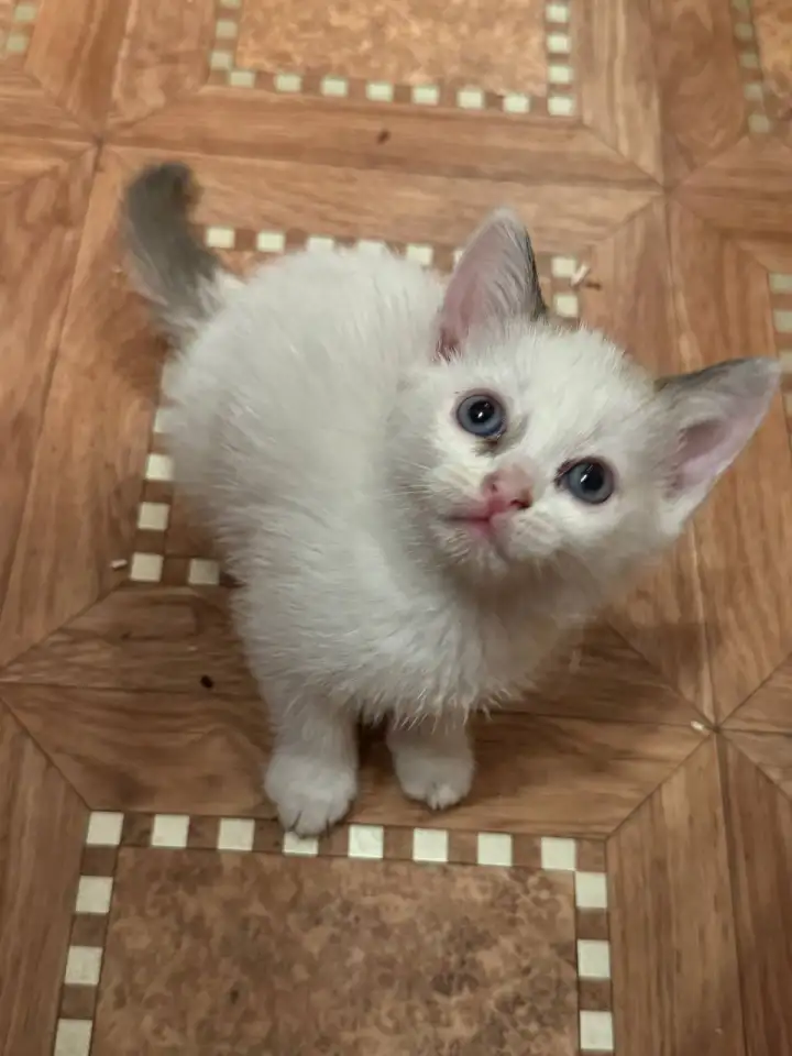 Отдам котят в хорошие руки, фотография 11