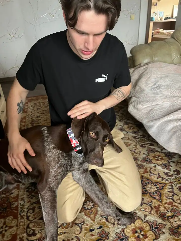 Найден кобель курцхаар г Алматы, фотография 2