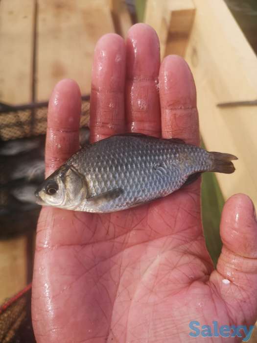 Живец карась, фотография 3