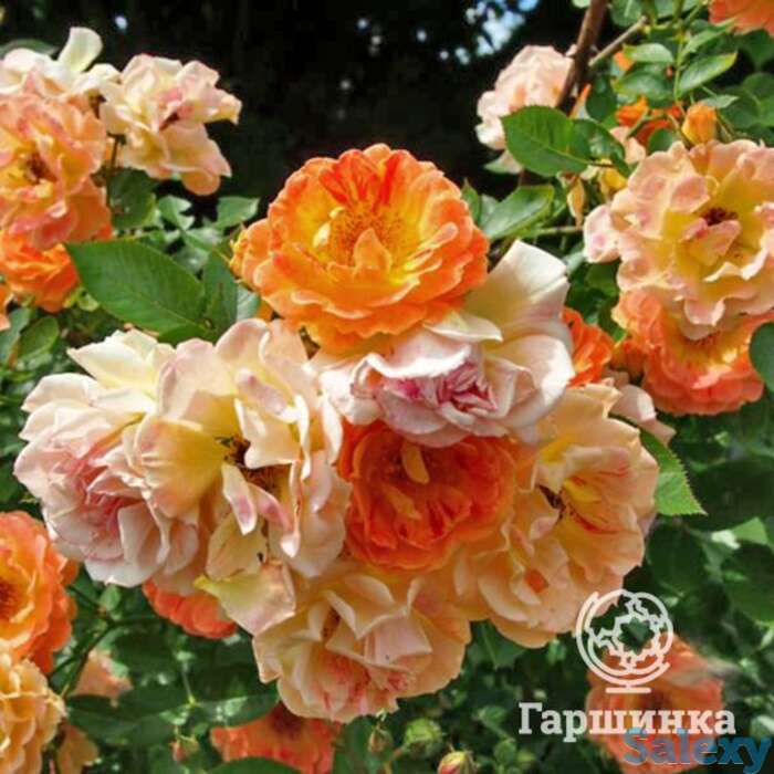 Роза бесси, топалович, фотография 1