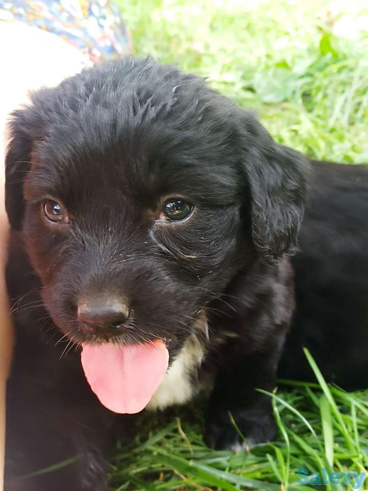 Отдам щенят, фотография 1