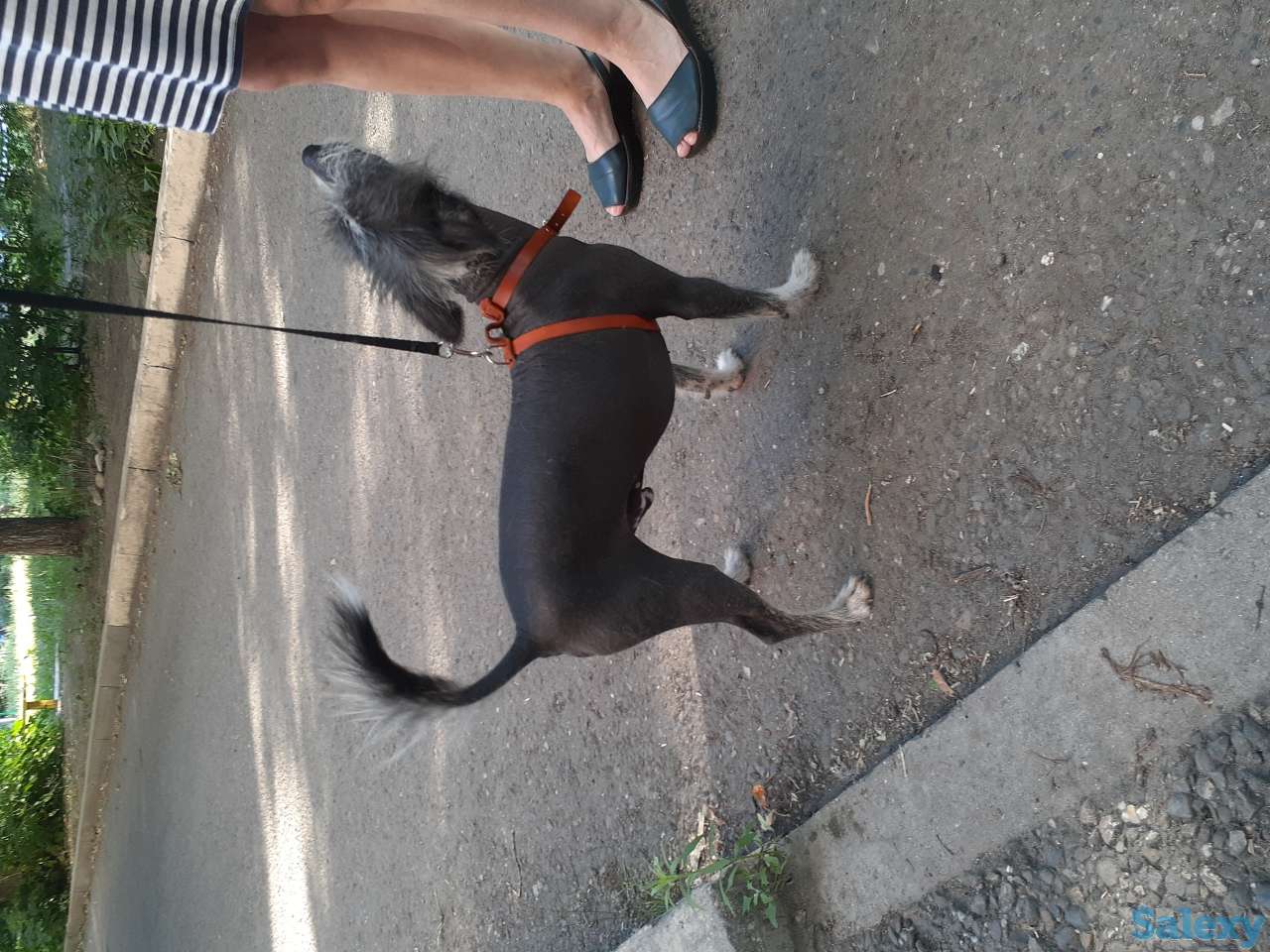 Нашли кобелька Китайскую хохлатую. Ищем хозяина или любителя такой породы, фотография 4