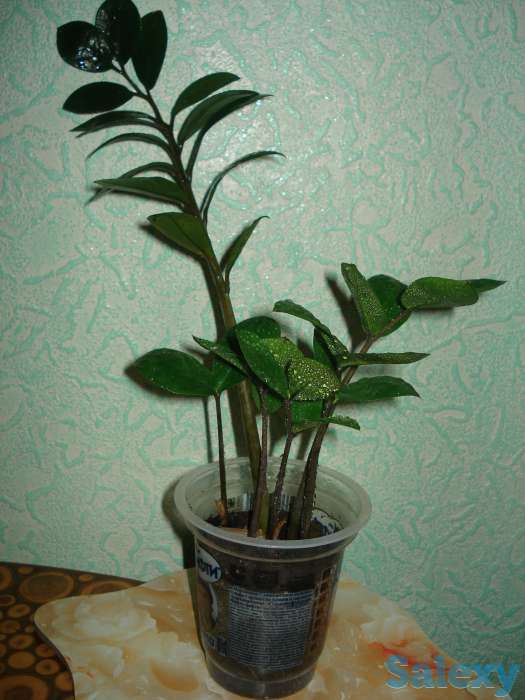 Продам долларове дерево, фотография 1