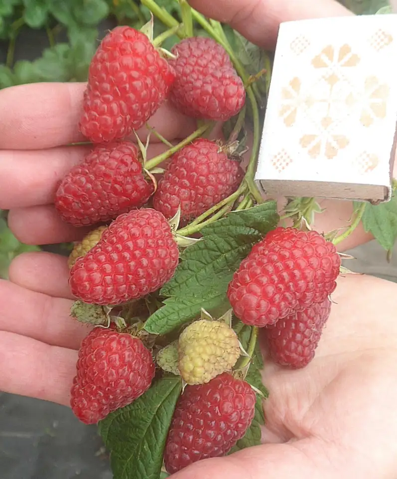 Ягодные кустарники: малина клубника смородина ежемалина,еживика,жимолость, фотография 1