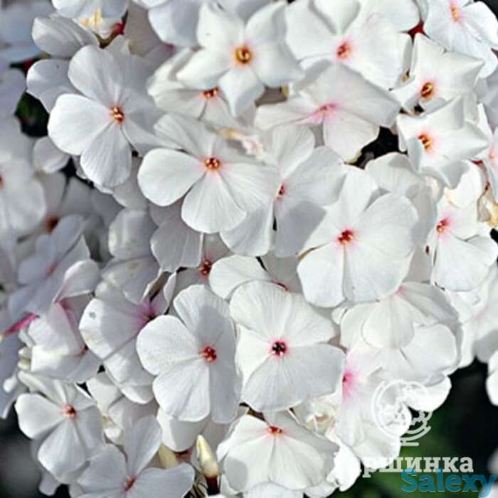 Флокс метельчатый Попай, фотография 1