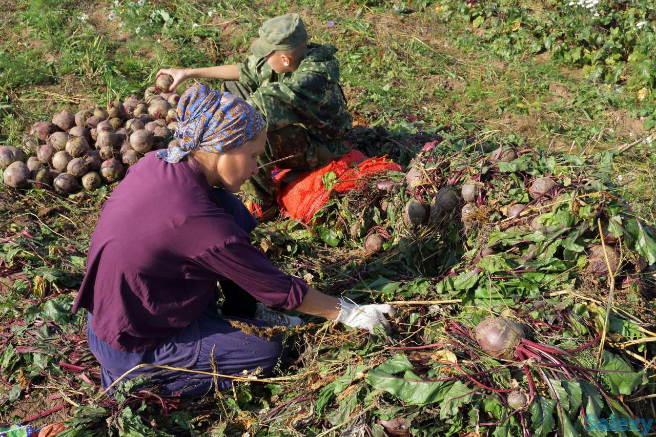 требуются люди на прополку и сбор огурцов вахта, фотография 1