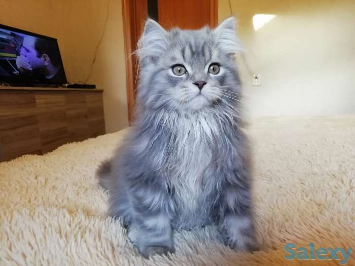 Продаются котята породы 