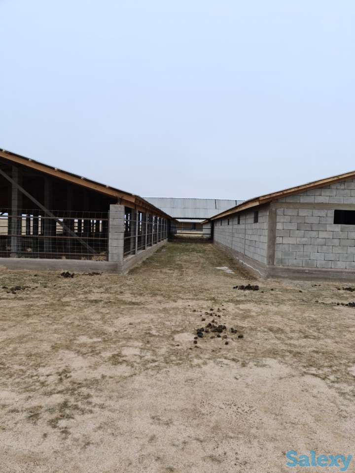 Фазенда (ферма), Капчагай-Курты 25 км, фотография 7