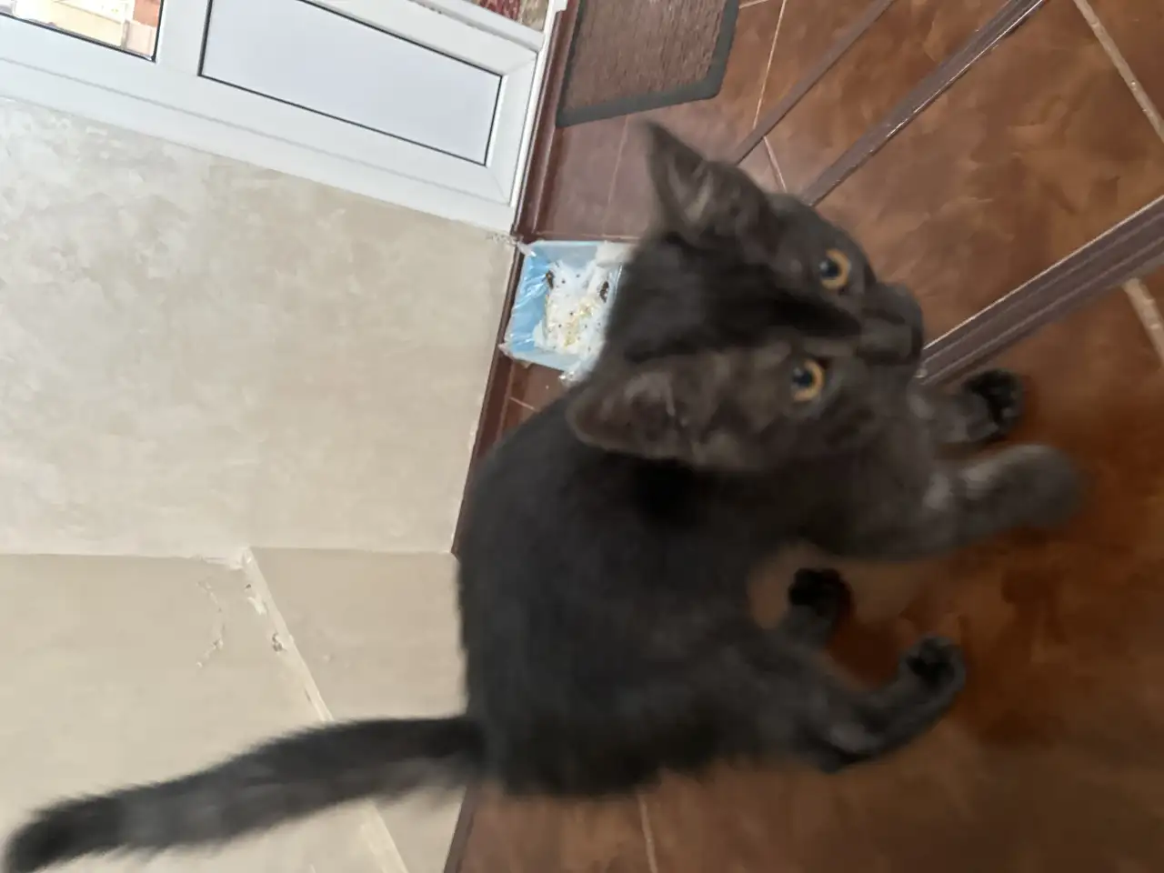 Отдам кошечку в добрые руки очень срочно, фотография 3