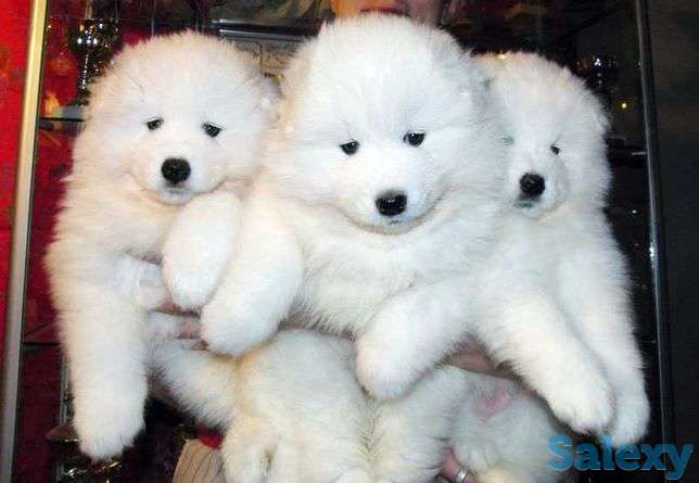 Продаётся Щенки Самоеда, фотография 1