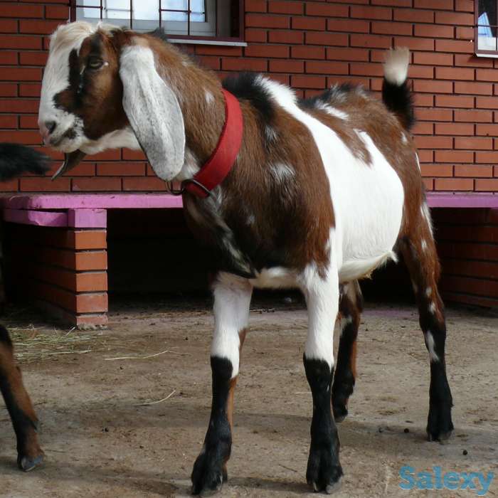 Племенные козы Англо-нубийскиой породы (скот из Европы класса Элита и Элита Рекорд), фотография 6