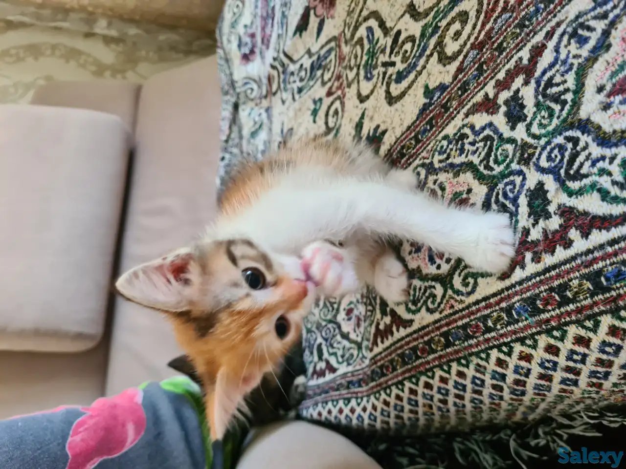 Милый котенок ищет хозяина, фотография 3