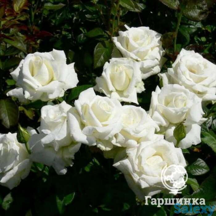 Роза метрополитен чайно-гибридная, топалович, фотография 1