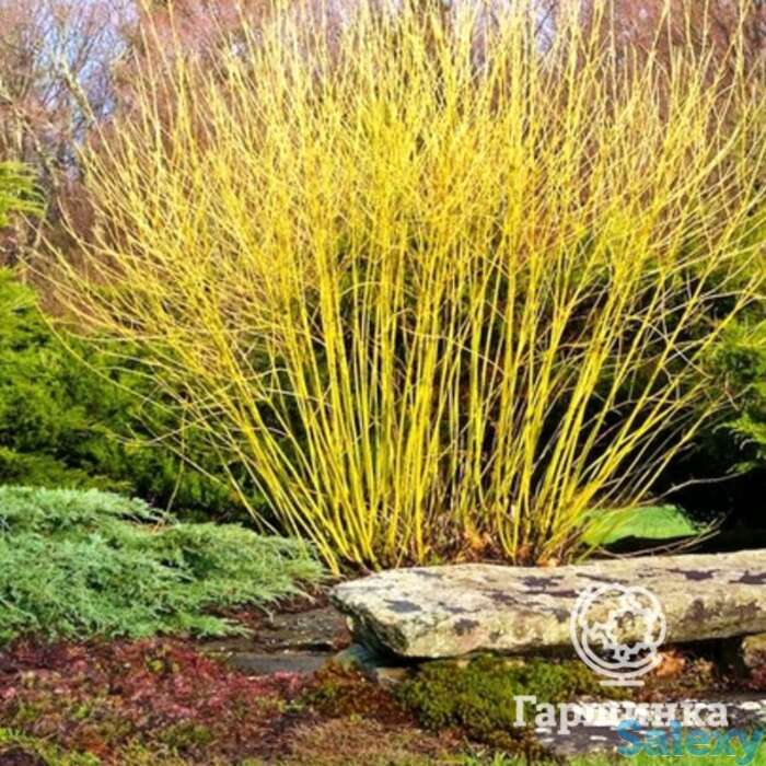 Дерен флавирамеа, фотография 1