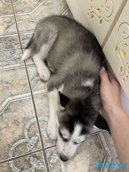 Щенок Хаски 2мес, фотография 8