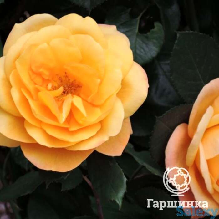 Роза страйк ит рич, викс, фотография 1