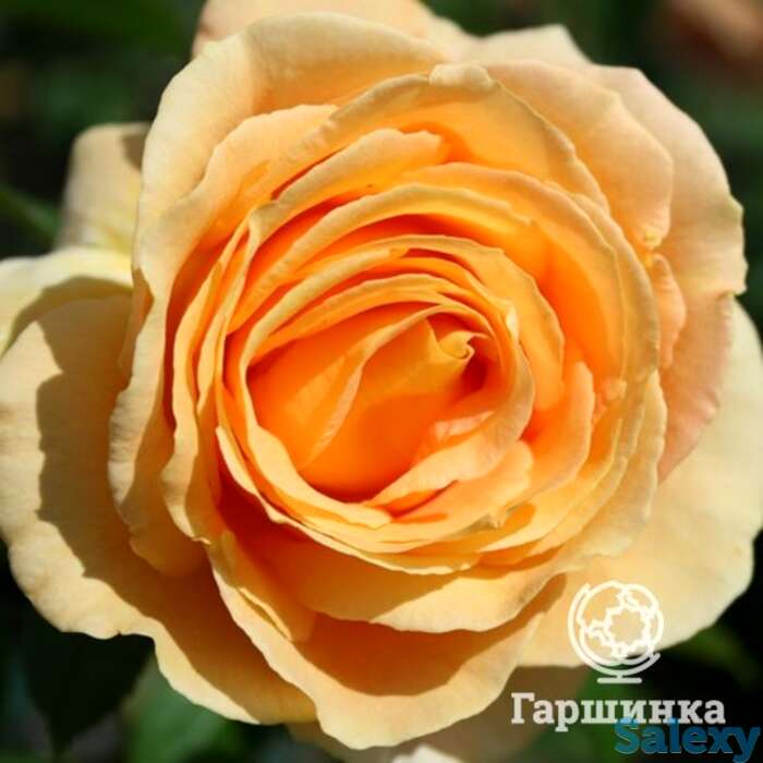 Роза кэндллайт чайно-гибридная, тантау, фотография 1