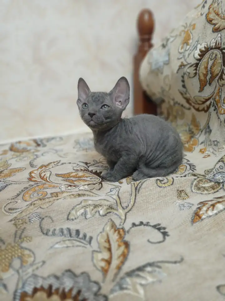 Велюровые, донские красавцы сфинксы, ждут своих хозяев!!!, фотография 8